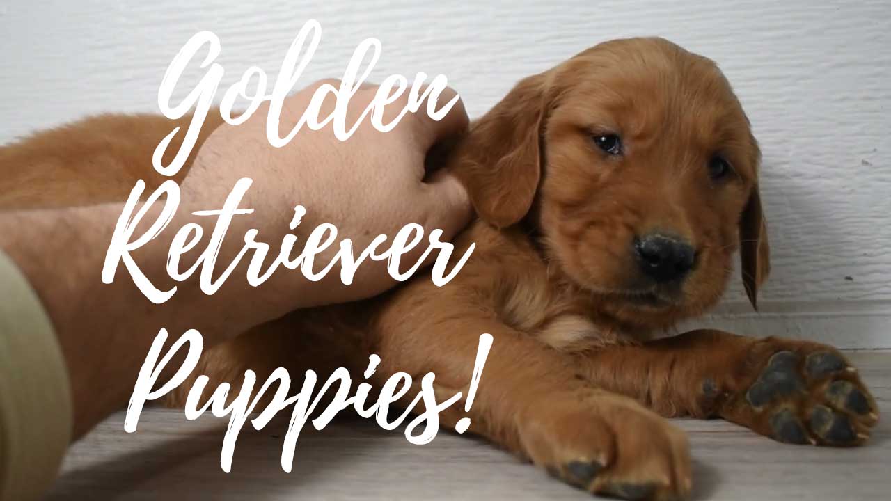 A group of Golden Retriever puppies