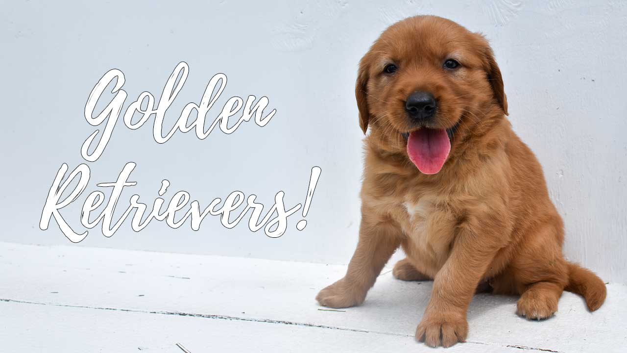 A group of Golden Retriever puppies