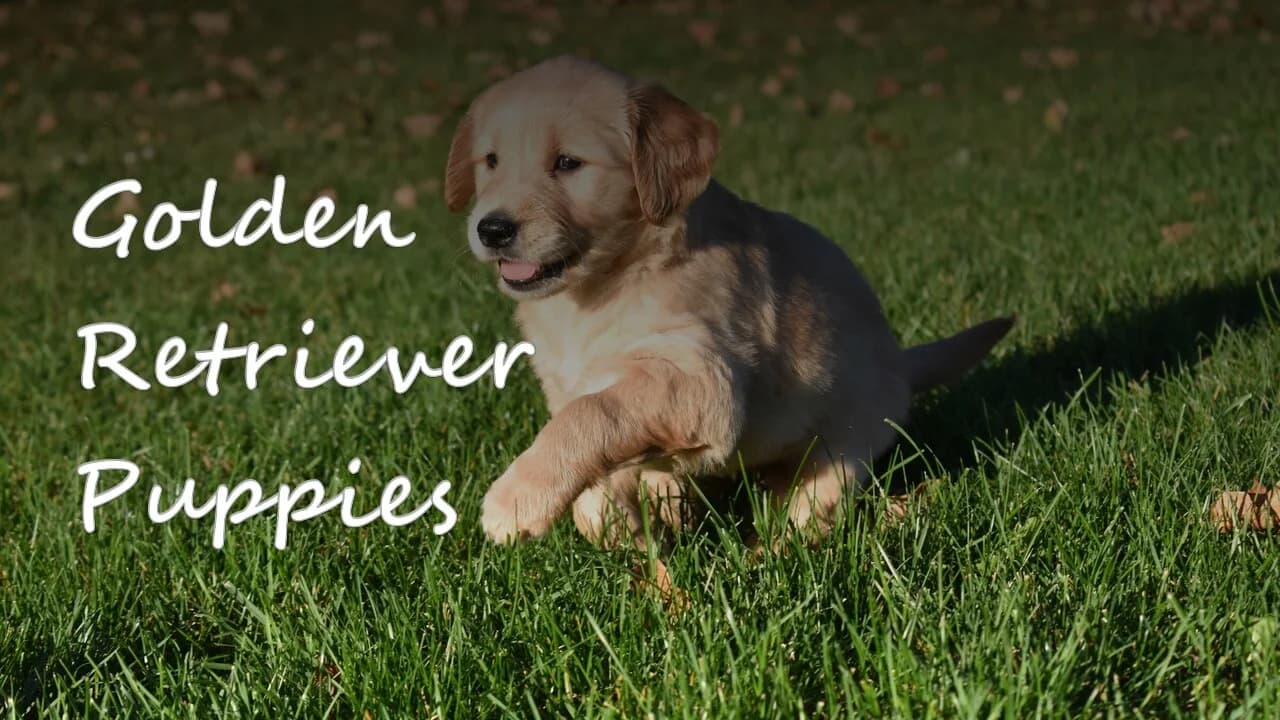 A group of Golden Retriever puppies