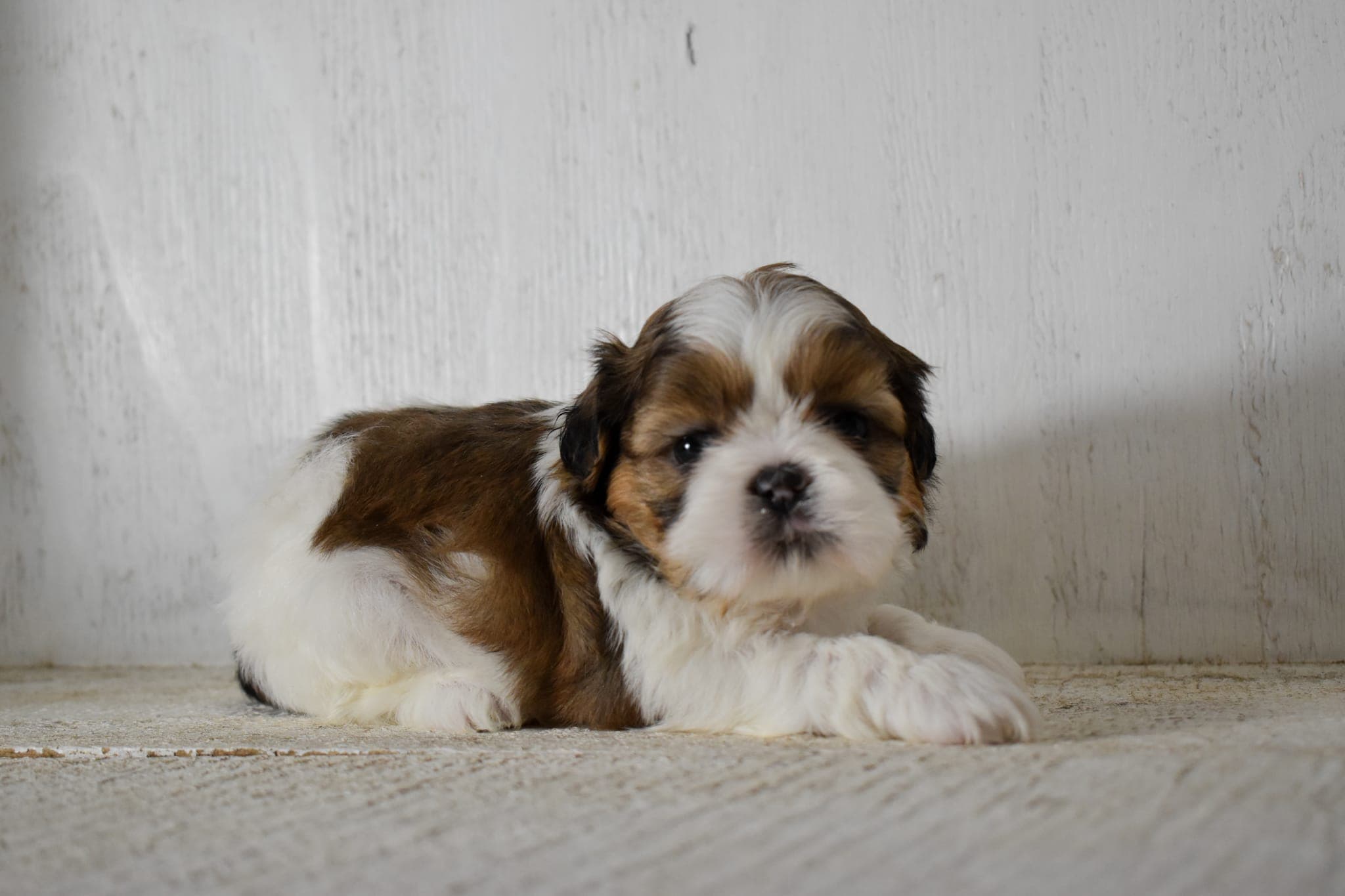 Shih Tzu puppy
