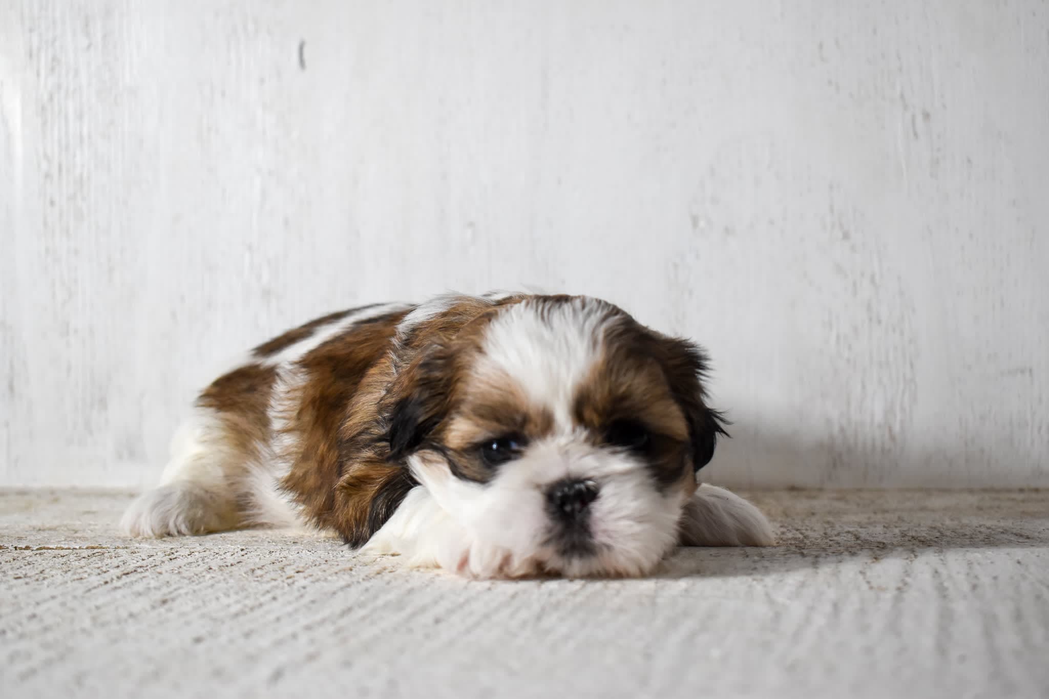 Shih Tzu puppy