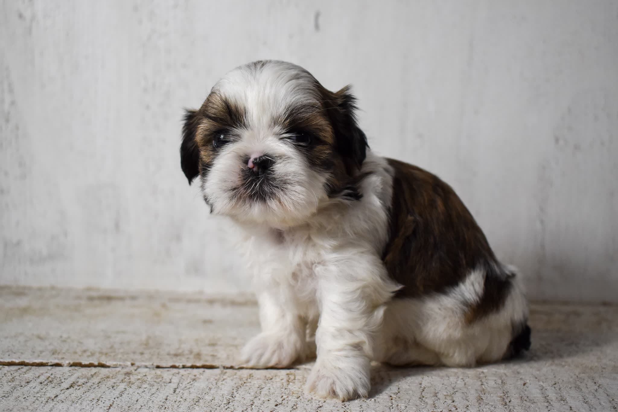 Shih Tzu puppy