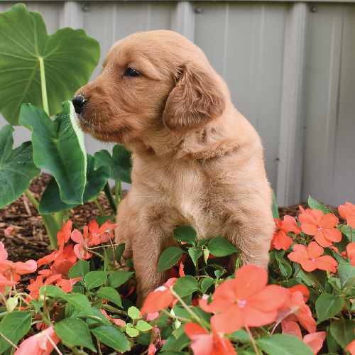 A puppy breeding kennel