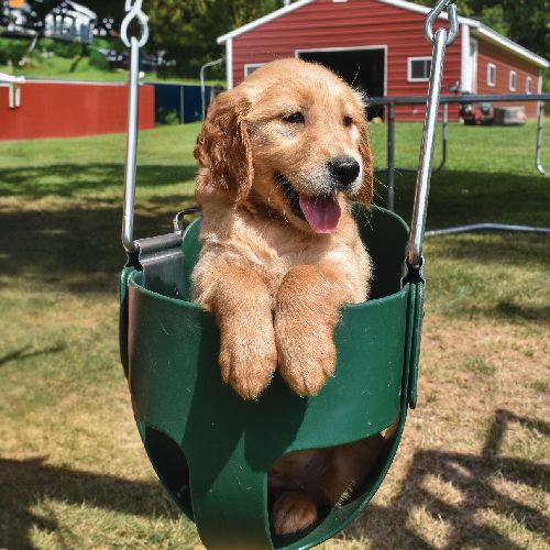 a Golden Retriever puppy sitting on a chair