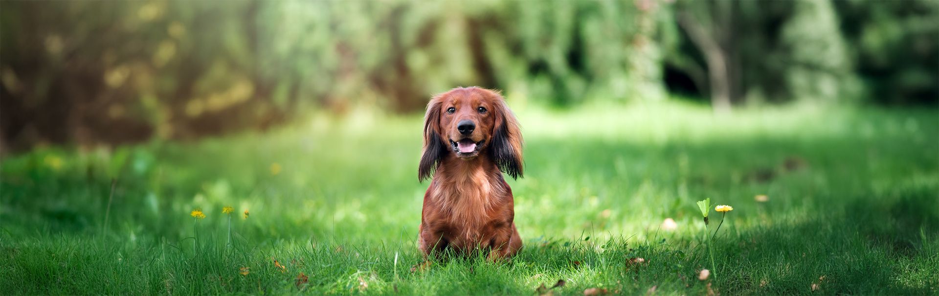 A Mini Dachshund puppy for sale in Sheridan MI