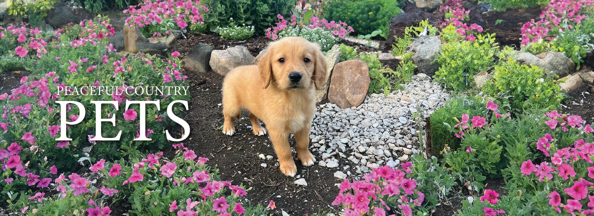 a puppy standing in a garden